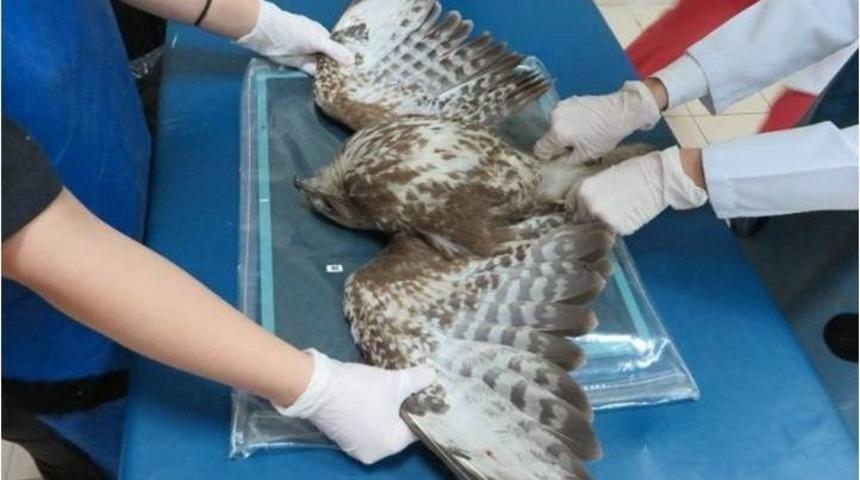 Yaban Hayatı Yaralı