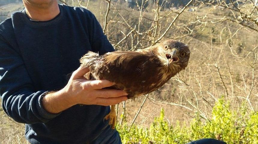 Yaralı Şahine İşçi Şefkati