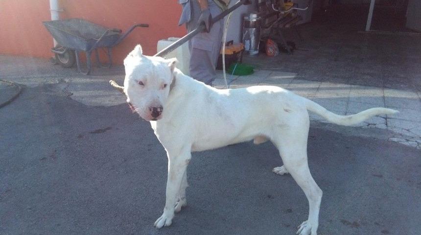 Tehlikeli K&ouml;pek Irkı Besleyenlere 12 Bin 600 Tl Ceza Kesildi