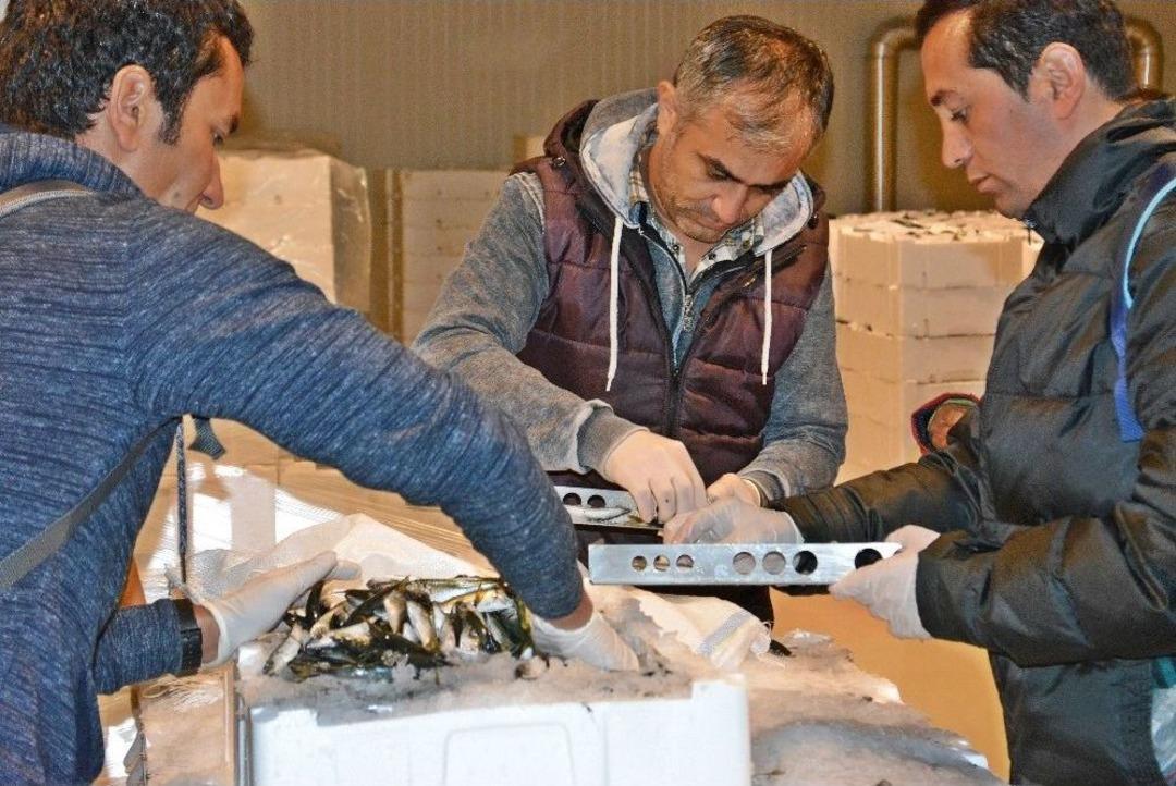 Balıkta Yasal Boy Sınırına Uymayan 21 Ton Balığa El Konuldu