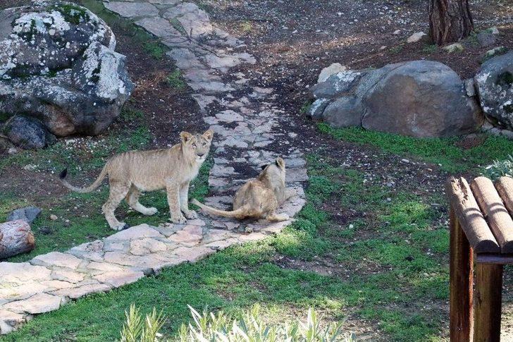 Cumhurbaşkanı Erdoğan’a Hediye Edilen Aslanlar Tavukla Besleniyor G1