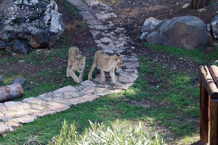 Cumhurbaşkanı Erdoğan’a Hediye Edilen Aslanlar Tavukla Besleniyor G2