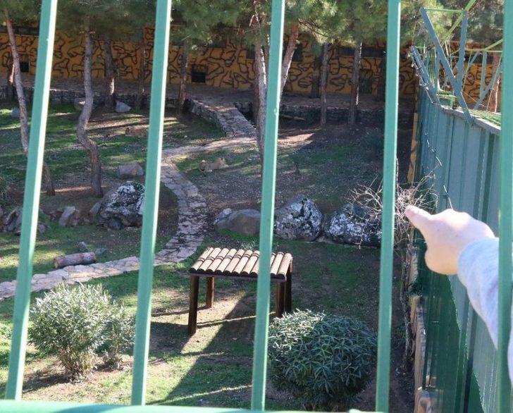 Cumhurbaşkanı Erdoğan’a Hediye Edilen Aslanlar Tavukla Besleniyor G3