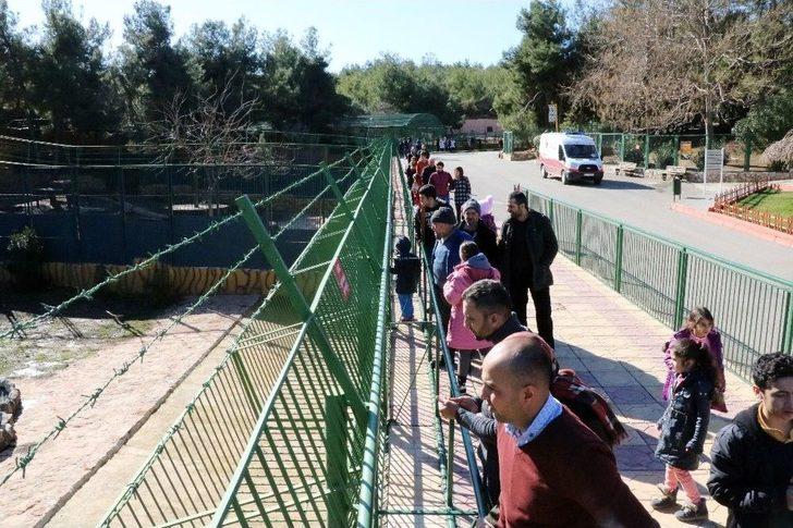 Cumhurbaşkanı Erdoğan’a Hediye Edilen Aslanlar Tavukla Besleniyor G5