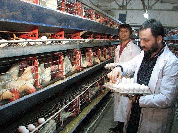 Ziraat Mühendisleri, Tarlada Ve Çiftlikte Mesleği Öğreniyor G3