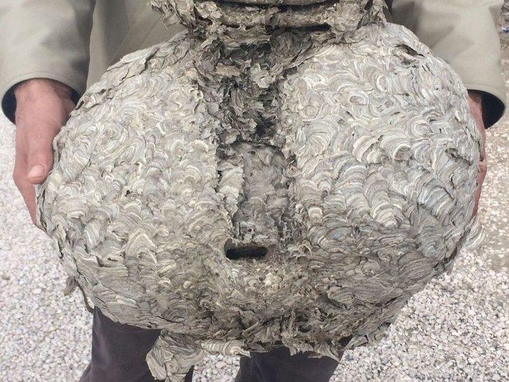 Dev Yaban Arısı Yuvası Şaşırtıyor G2