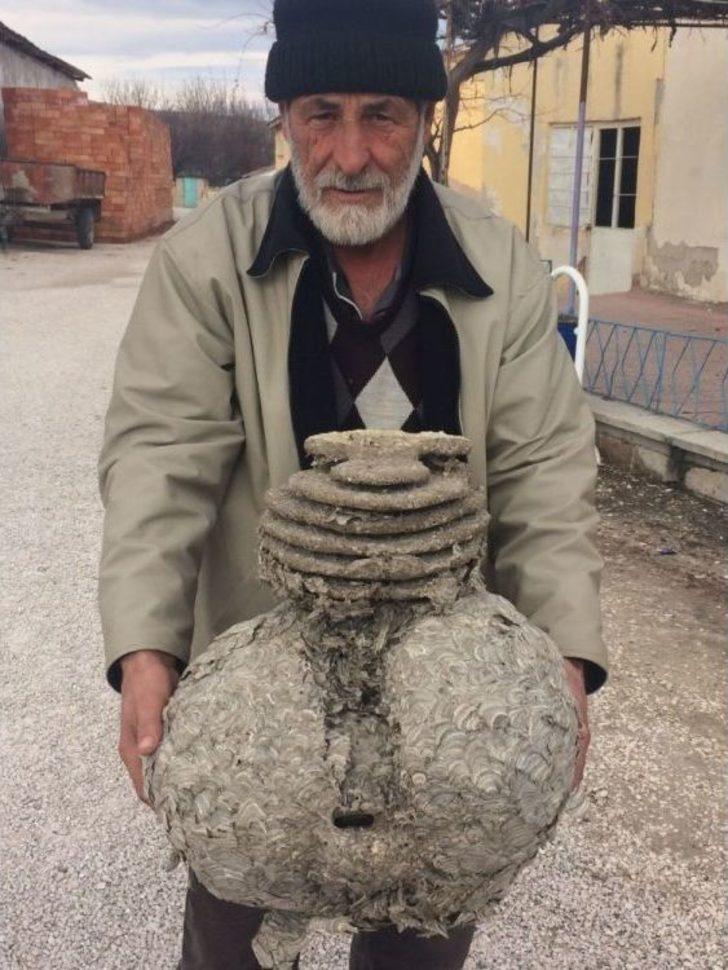 Dev Yaban Arısı Yuvası Şaşırtıyor G3