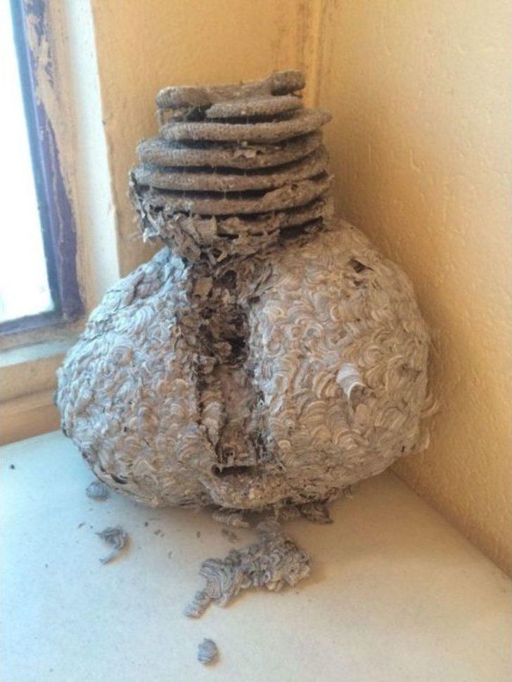 Dev Yaban Arısı Yuvası Şaşırtıyor G4