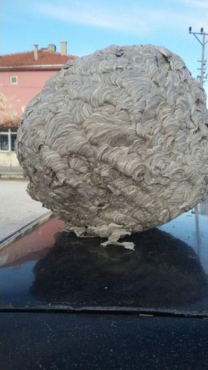 Dev Yaban Arısı Yuvası Şaşırtıyor G5