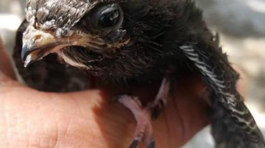 Yaralı Kuşlar Tedavi Altına Alındı