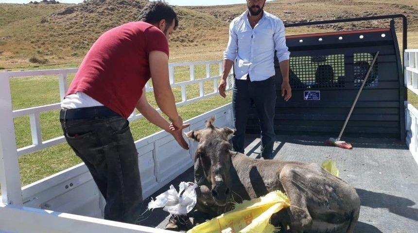 Yaralı Eşeğe Şefkat Eli