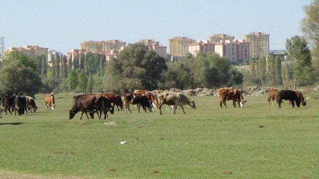 Balta, Tırpan Ve Tarım Aletleriyle Eylem Yapan K&ouml;yl&uuml;ler M&uuml;ze İnşaatının Durdurulması İ&ccedil;in İptal Davası A&ccedil;tı 2