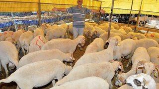 Yasak Yerde Kurban Kesiminin Cezası 105 Lira