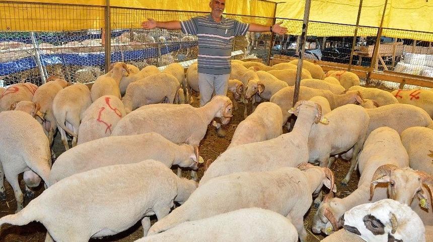 Yasak Yerde Kurban Kesiminin Cezası 105 Lira