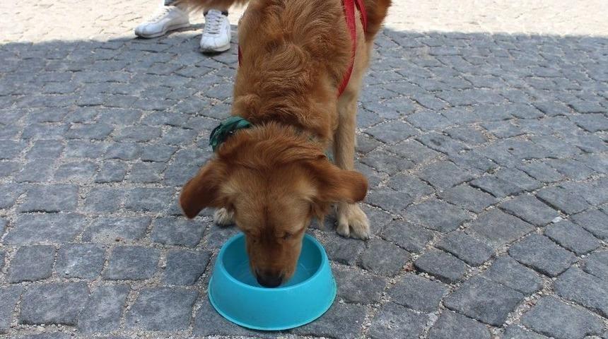 (&ouml;zel) Evcil Hayvanları Dışarı Bu Saatlerde &Ccedil;ıkarın