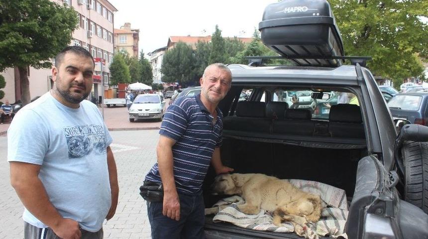 Boz Ayının Saldırısına Uğrayan Köpek Bursa’ya Götürüldü