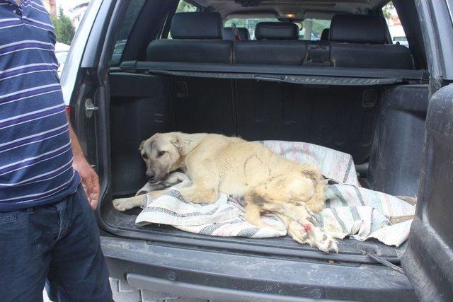 Boz Ayının Saldırısına Uğrayan Köpek Bursa’ya Götürüldü