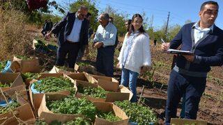 Suşehri’nde Tıbbi Ve Aromali Bitki Üretimi.