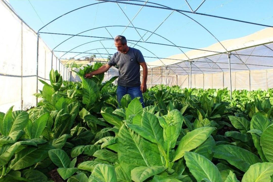 Serada Yetiştirdiği T&uuml;t&uuml;nden Kısa S&uuml;rede İki Katı Verim Aldı