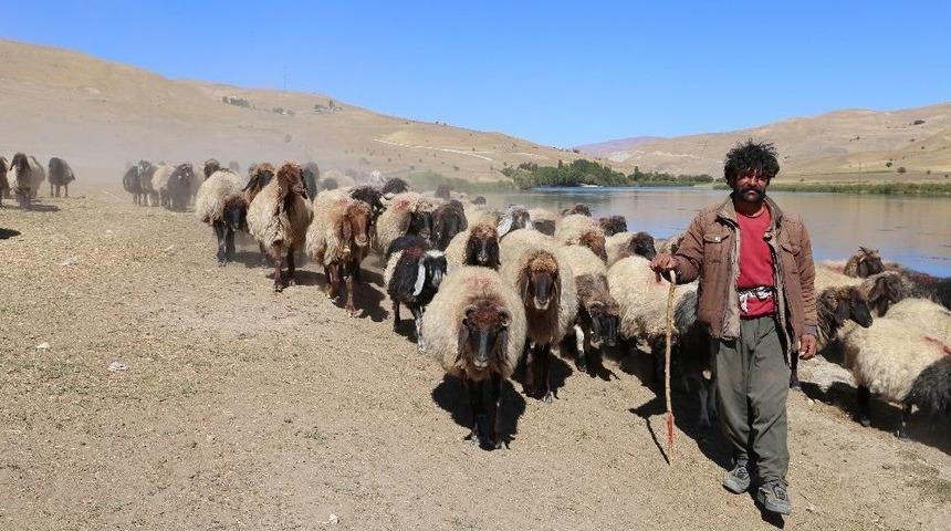 Kışın Gelmesiyle Birlikte Yaylacı Göçerler Dönüş Yolunda