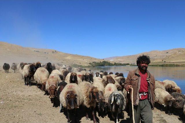 Kışın Gelmesiyle Birlikte Yaylacı Göçerler Dönüş Yolunda