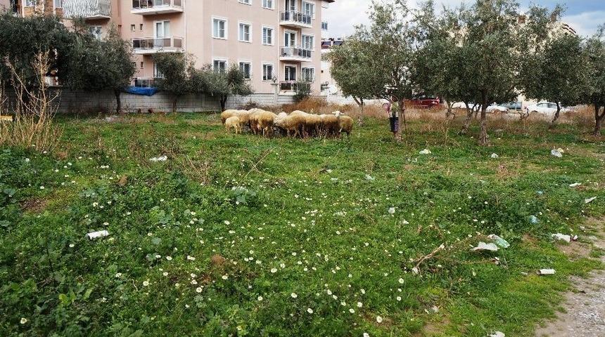 Yeşeren Doğa Koyun Ve Kuzulara Yaradı