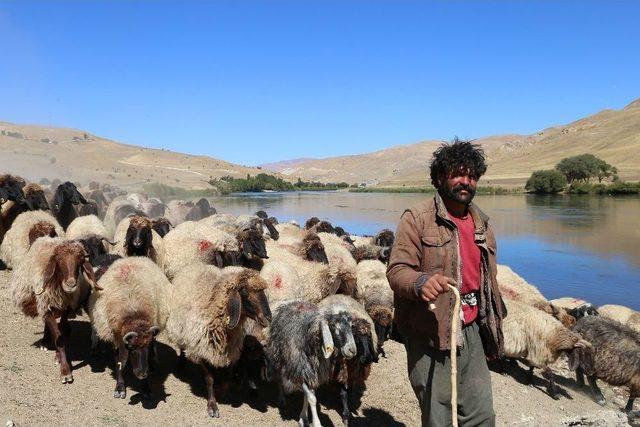 Kışın Gelmesiyle Birlikte Yaylacı Göçerler Dönüş Yolunda