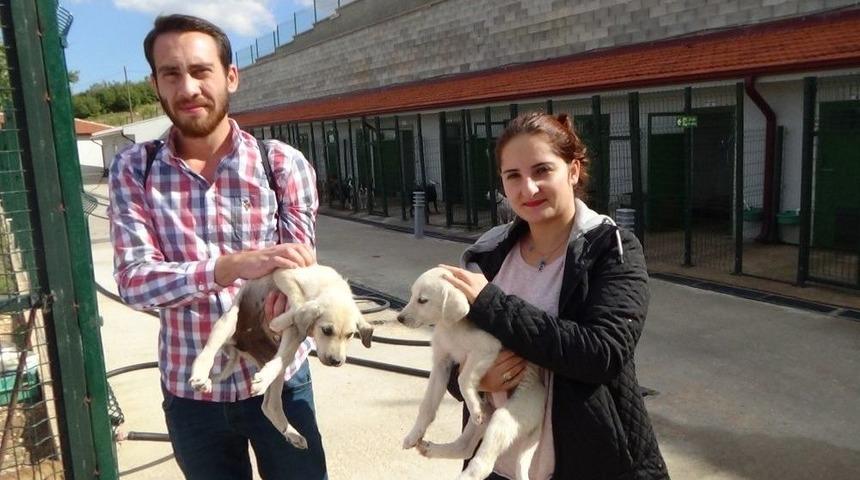 Hayvansever &Ccedil;iftten Sahiplenme &Ccedil;ağrısı