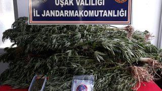 Jandarmadan Uyuşturucu Operasyonu