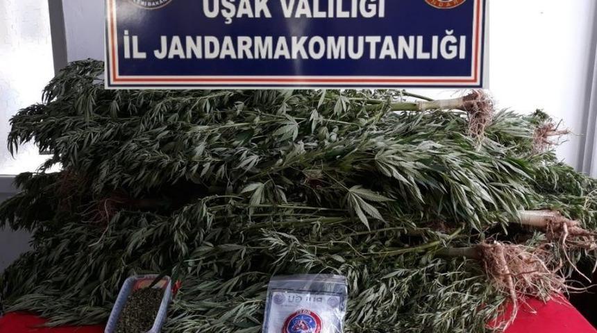 Jandarmadan Uyuşturucu Operasyonu