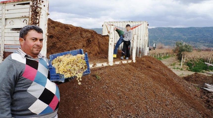 Sarıg&ouml;l&rsquo;&uuml;n &Uuml;z&uuml;m Bağlarında Doğal G&uuml;bre Kullanılıyor
