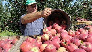 Her Beş Elmadan Biri Isparta’da Üretiliyor