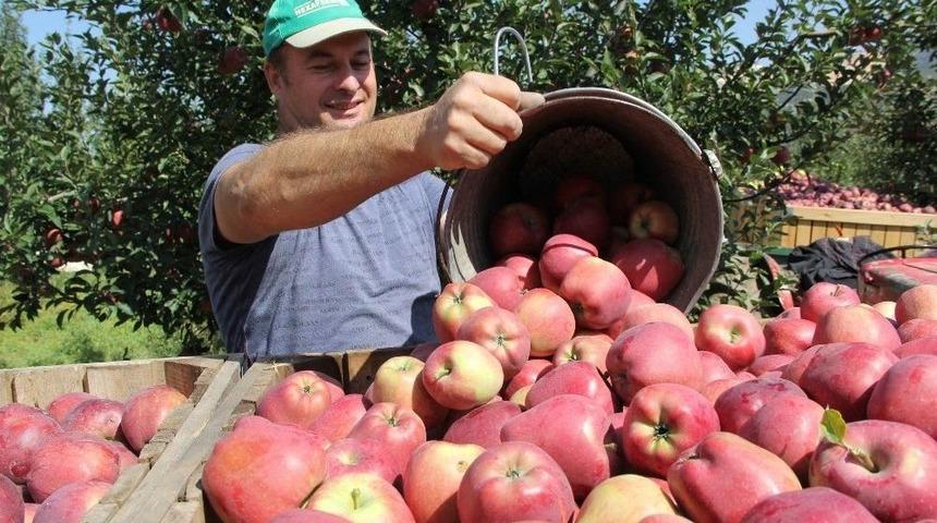 Her Beş Elmadan Biri Isparta’da Üretiliyor
