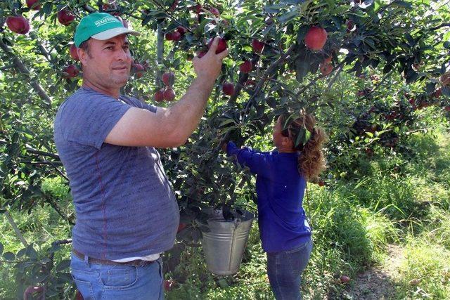 Her Beş Elmadan Biri Isparta’da Üretiliyor