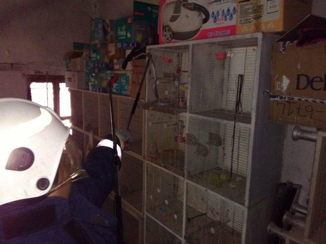 Evine Giren Yılan Beslediği Kuşu Yedi 1