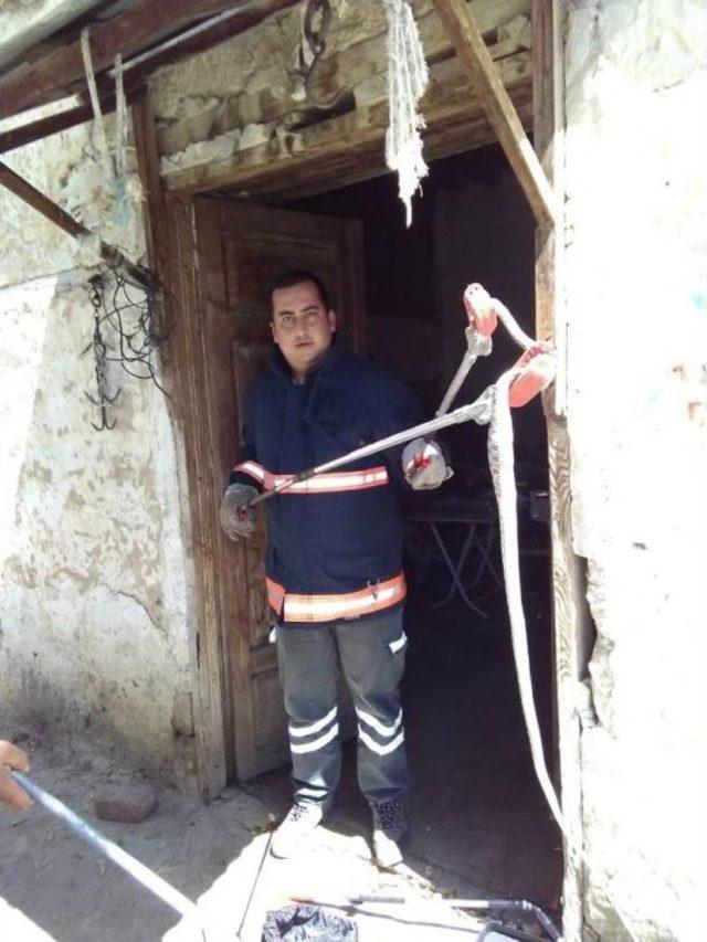 Evine Giren Yılan Beslediği Kuşu Yedi 2