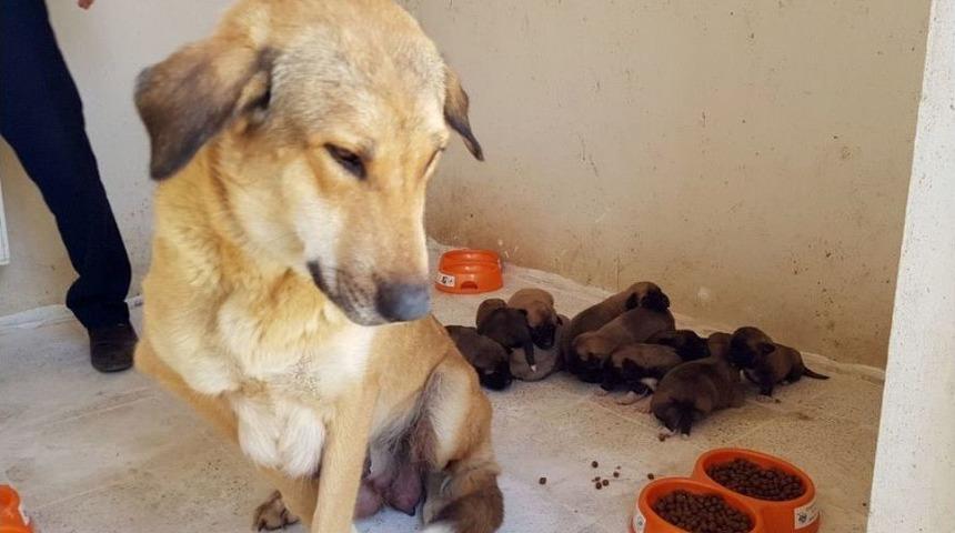 Anne K&ouml;pek Ve 10 Yavrusu Koruma Altına Alındı