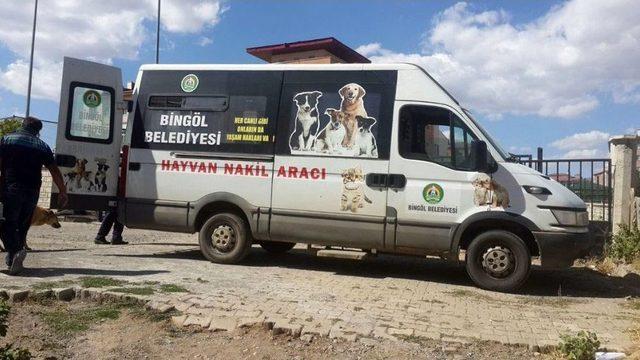 Anne Köpek Ve 10 Yavrusu Koruma Altına Alındı