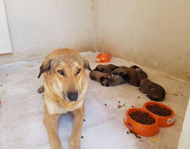 Anne Köpek Ve 10 Yavrusu Koruma Altına Alındı