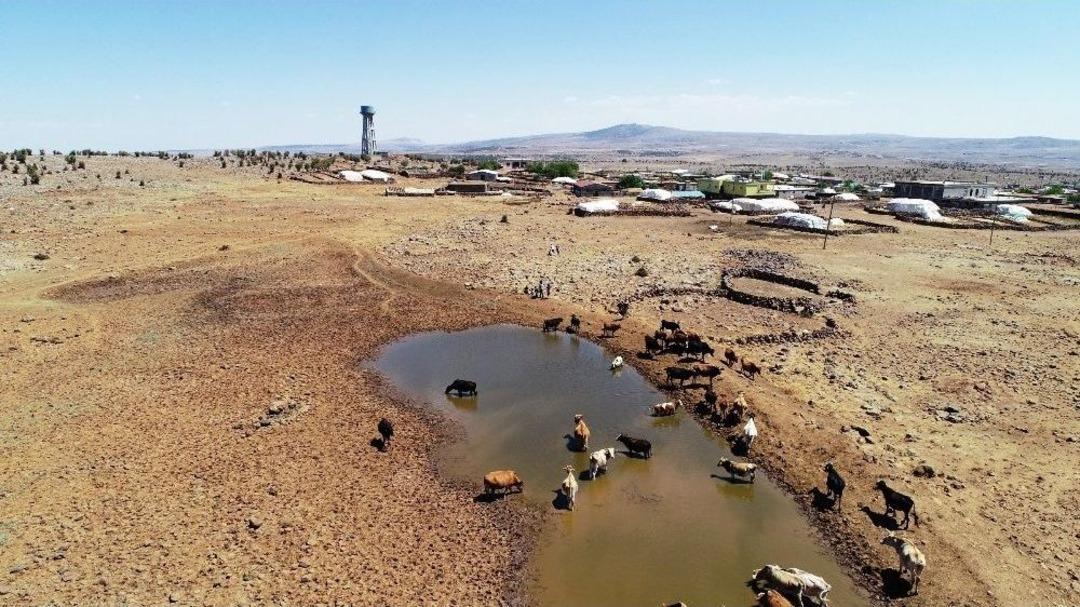 Susuzluktan 40 Bine Yakın Hayvanla G&ouml;&ccedil; Ettiler