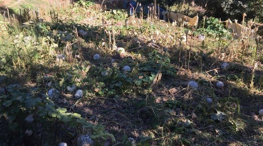 Beyt&uuml;şşebap&rsquo;ta Kabak Hasadı Başladı