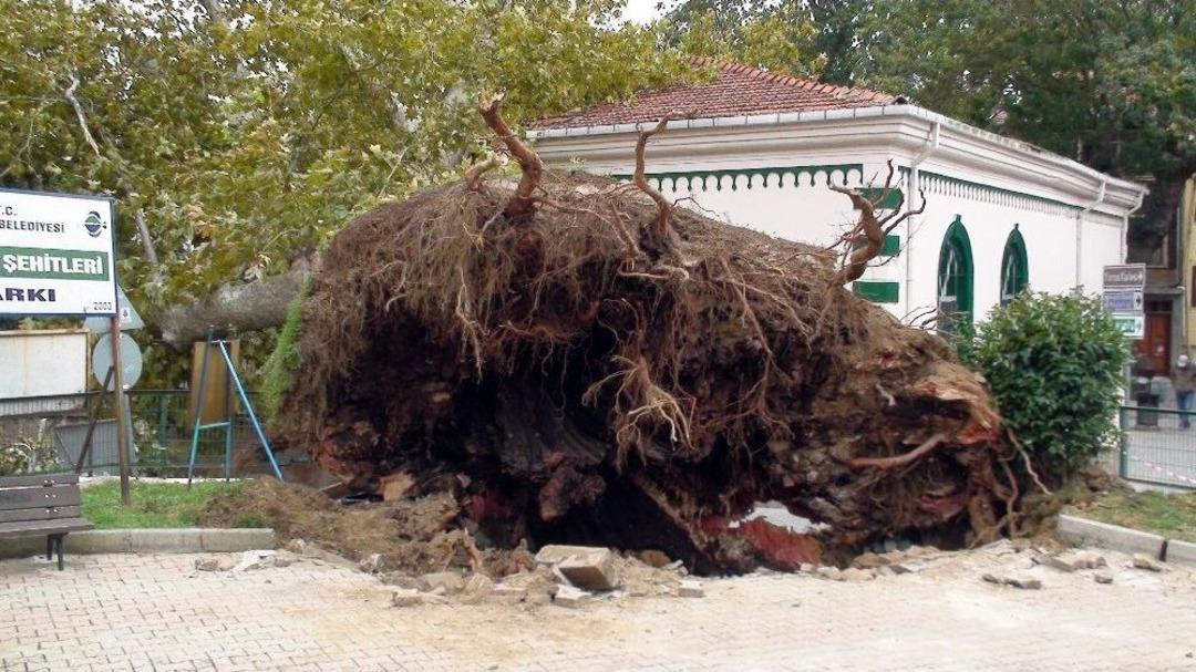 Ağacın Camide Yol A&ccedil;tığı Hasar G&uuml;n Ağarınca Ortaya &Ccedil;ıktı