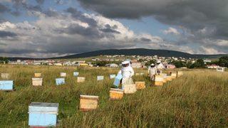 Sağanak Yağmur Bal Verimini Düşürdü