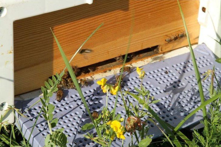 Sağanak Yağmur Bal Verimini Düşürdü G3