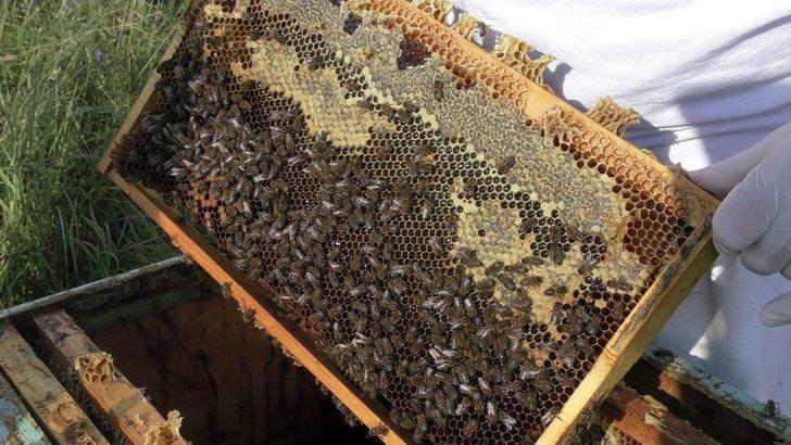 Sağanak Yağmur Bal Verimini Düşürdü G2