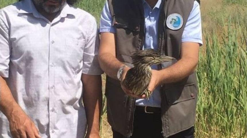 Tedavileri Tamamlanan Kuşlar Yaşam Alanlarına Bırakıldı