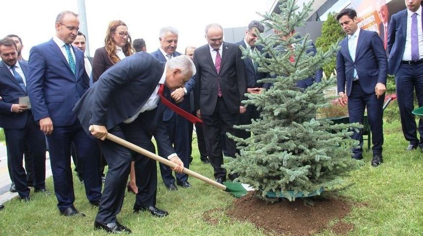 Başbakan Yıldırım Fidan Dikti