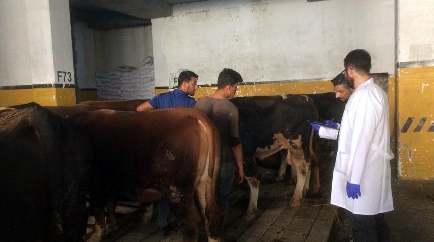 Bayrampaşa’da Kurbanlıklar Denetim Altında