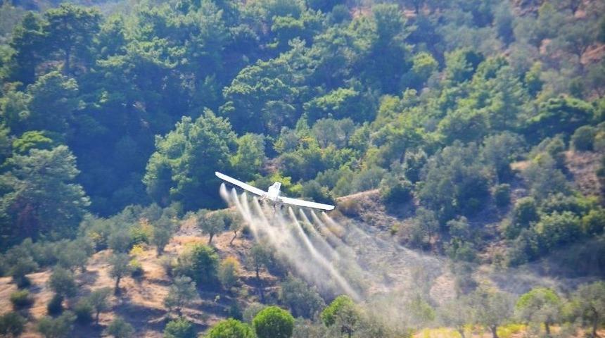 İlk Gün 23 Bin Dekar Zeytinlik Havadan İlaçlandı