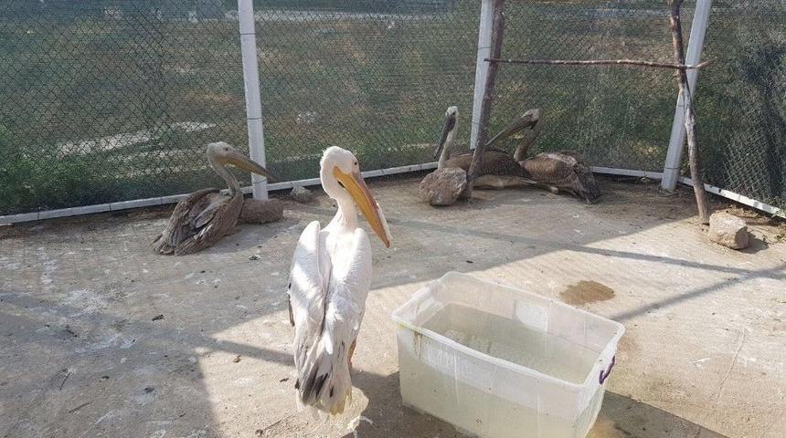 (&ouml;zel Haber) Travma Yaşayan Ve Birinin Ayağı Kırık Olan 3 Pelikanın Tedavisi S&uuml;r&uuml;yor